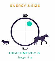 Chesapeake Bay Retriever Energy and Size