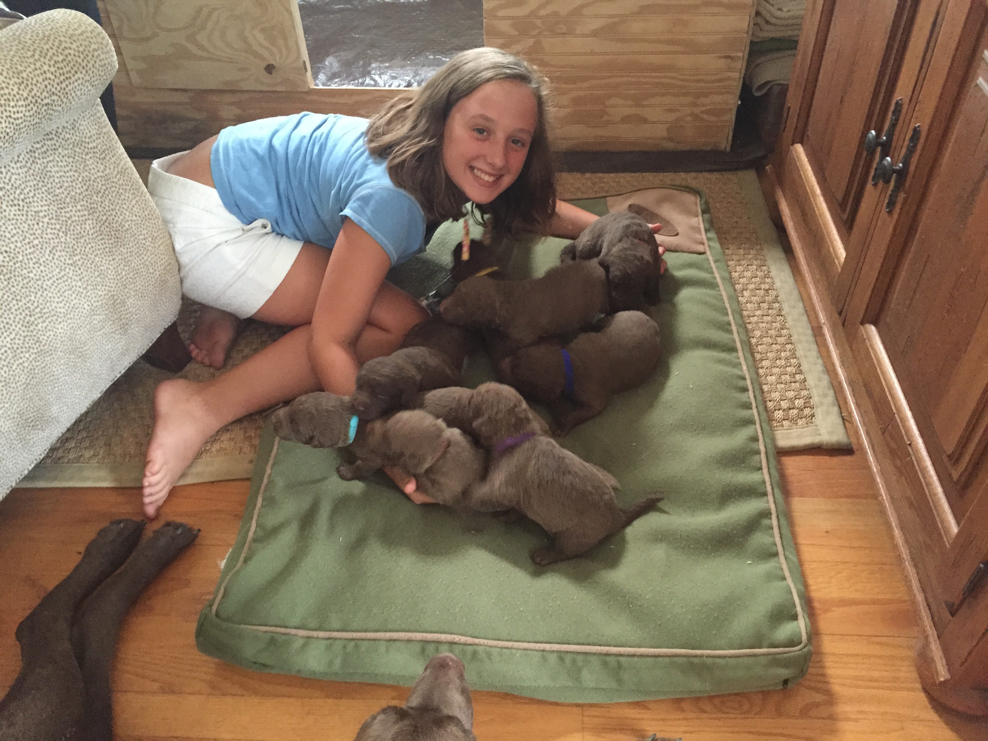 Chesapeake Bay Retriever Puppies