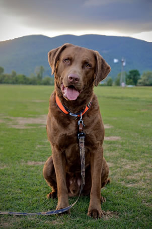 Chesapeake bay retriever store adoption