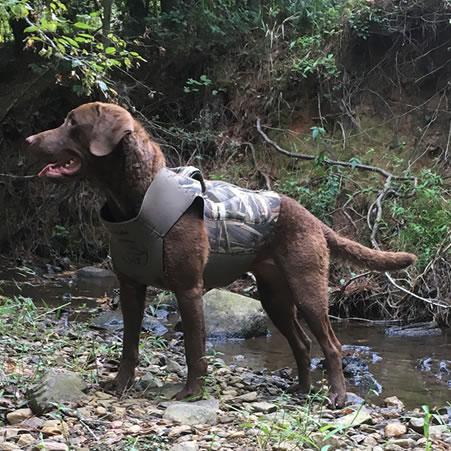 Chesapeake Farm Retrievers